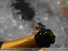 Festeja Ipatinga - USIPA (Ipatinga) - 13 JUL 2014