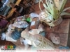 guia-gerais-xix-festa-do-inhame-inhapim-19-set-2013-041