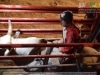 Guia Gerais - XXVI Cavalgada J Monlevade 2014 - Pq Areao (J Monlevade) - 30 AGO 2014 - 107