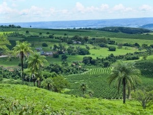 Cafezais em Ibiraci, com a Serra da Canastra ao fundo.