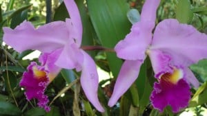 Orquídeas